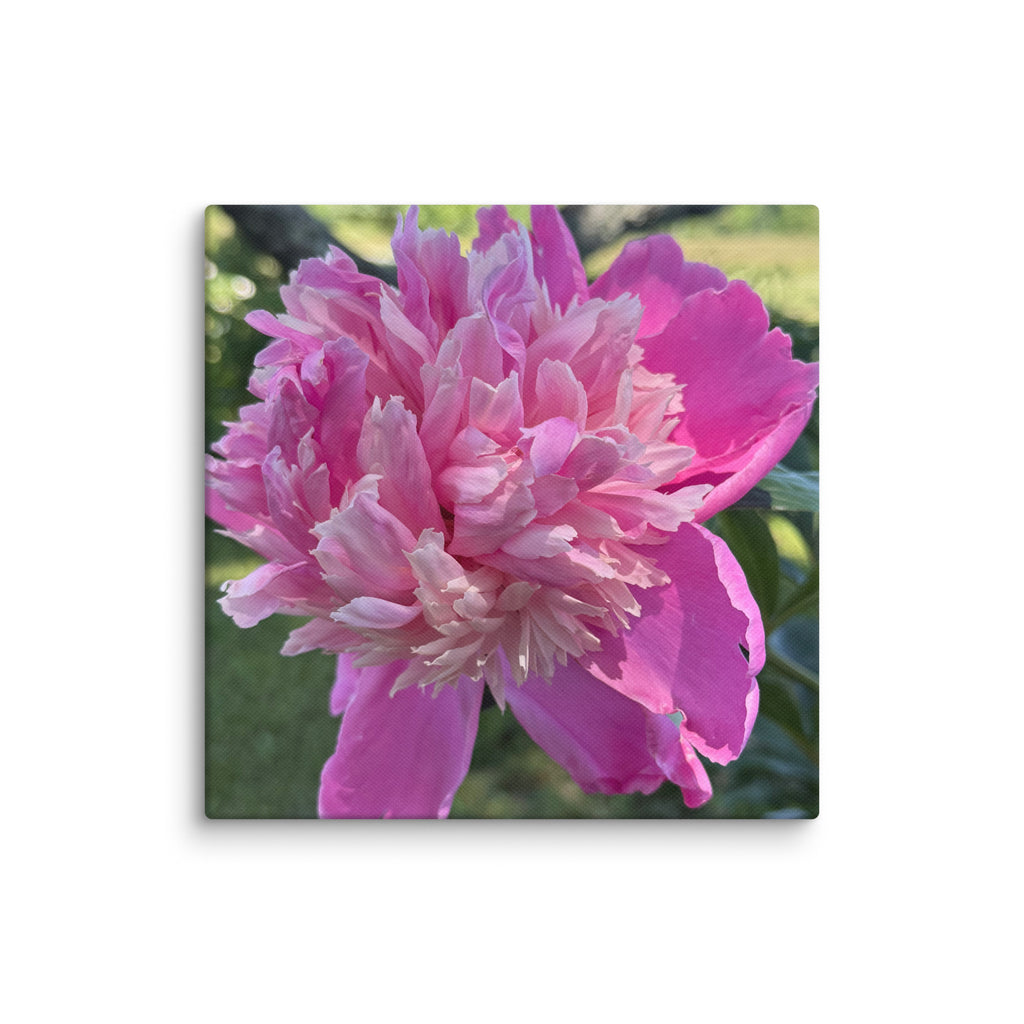 Pink peony canvas print — lush summer bloom floral wall art