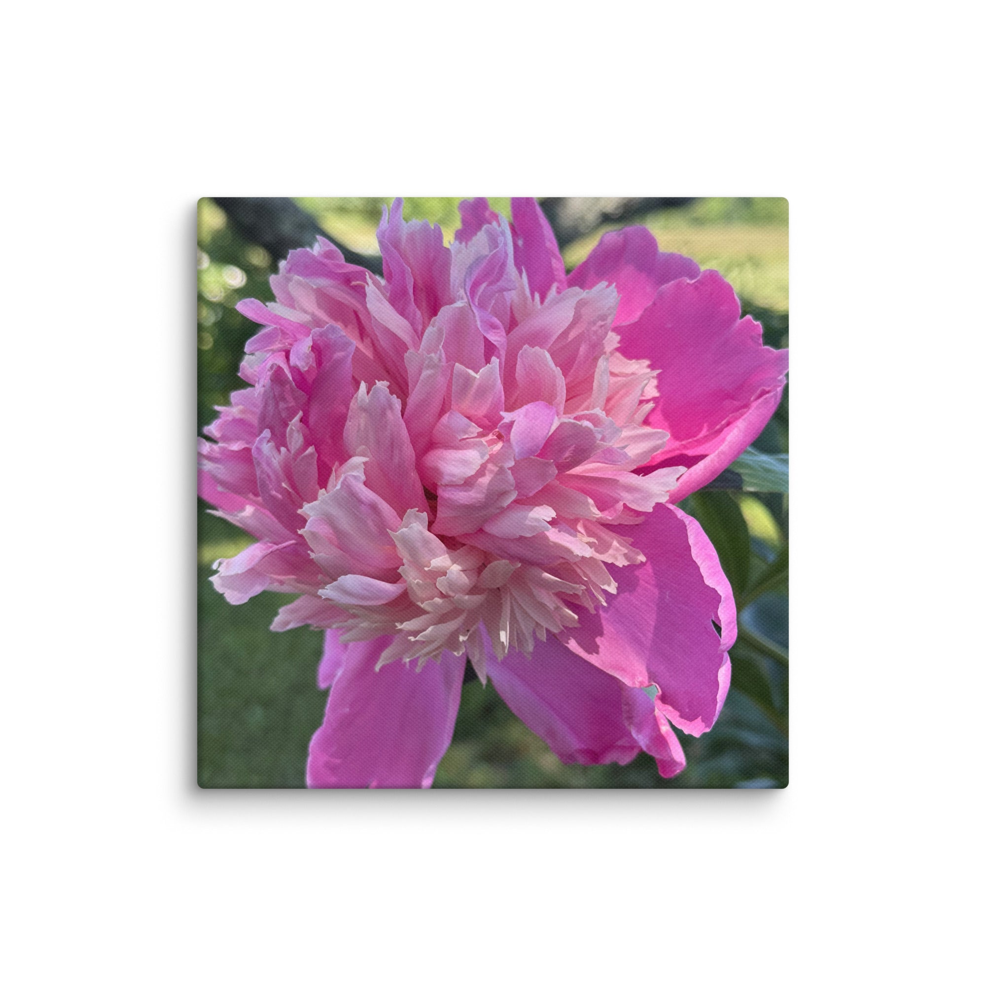 Pink peony canvas print — lush summer bloom floral wall art