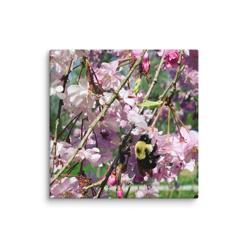 Cherry blossom canvas print with bumblebee — pink weeping cherry tree spring wall art