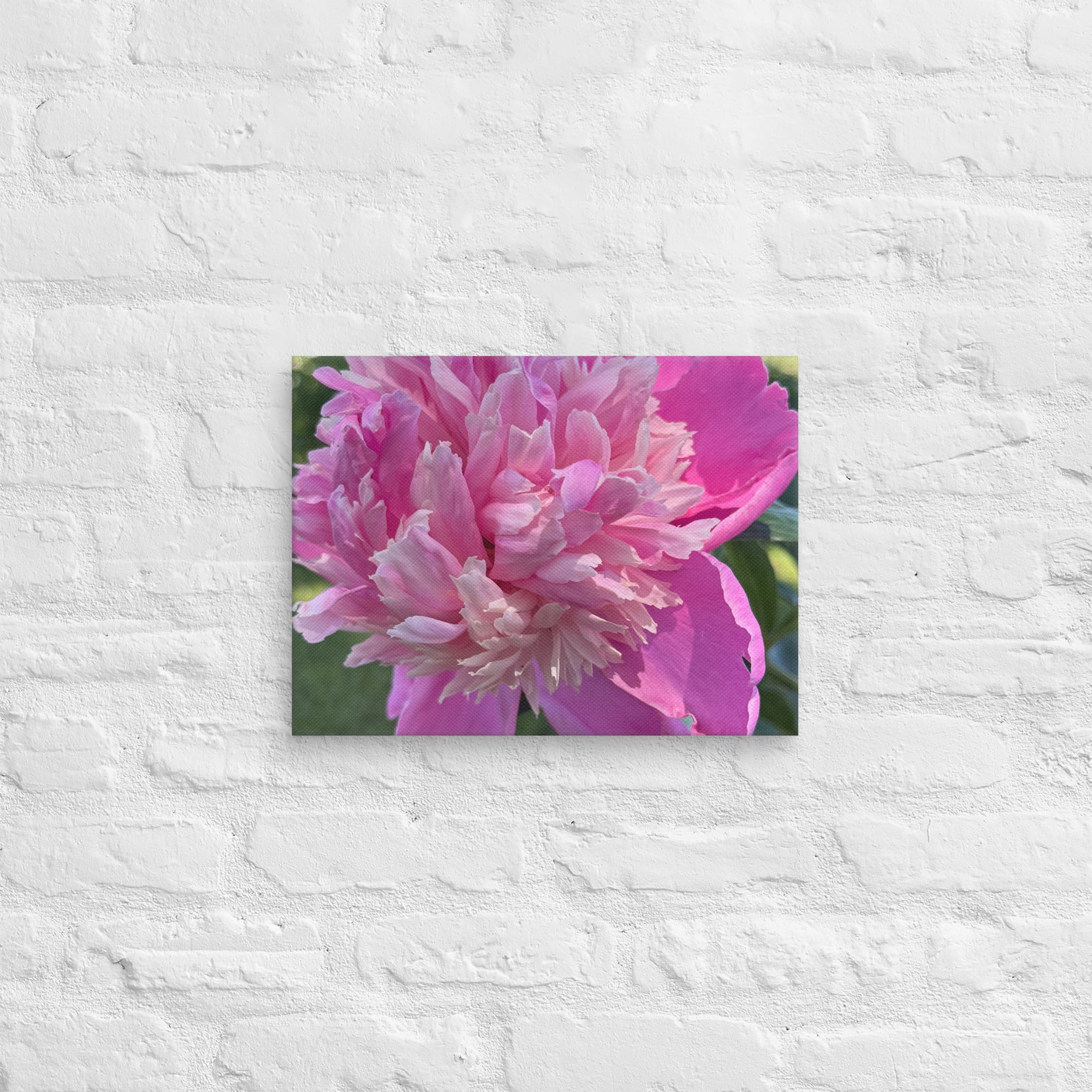 Pink peony canvas print — lush summer bloom floral wall art