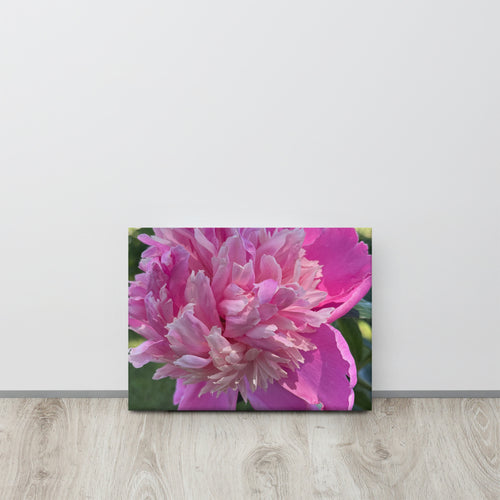 Pink peony canvas print — lush summer bloom floral wall art
