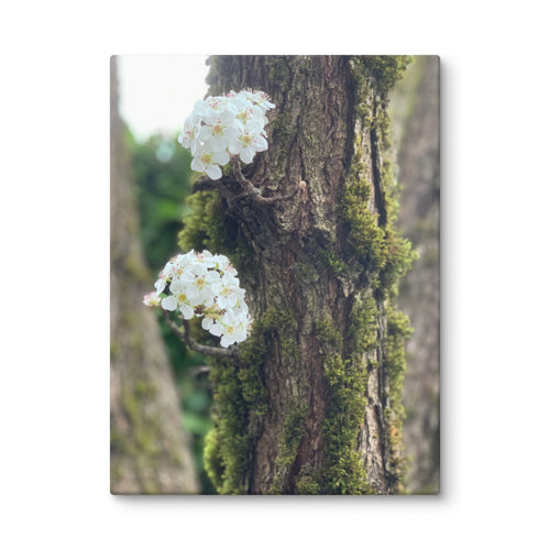Product mockupPear blossom canvas print — white flowers on moss-covered tree, woodland nature wall art