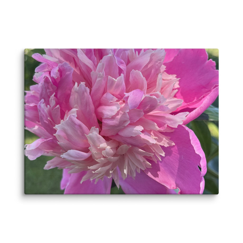Pink peony canvas print — lush summer bloom floral wall art