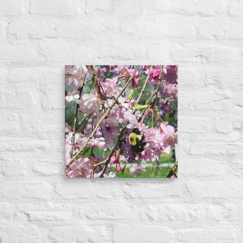 Cherry blossom canvas print with bumblebee — pink weeping cherry tree spring wall art