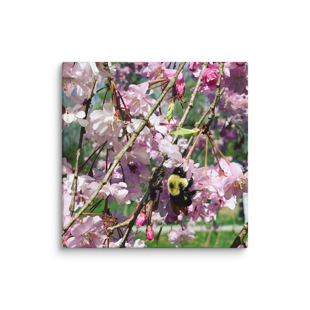 Cherry blossom canvas print with bumblebee — pink weeping cherry tree spring wall art
