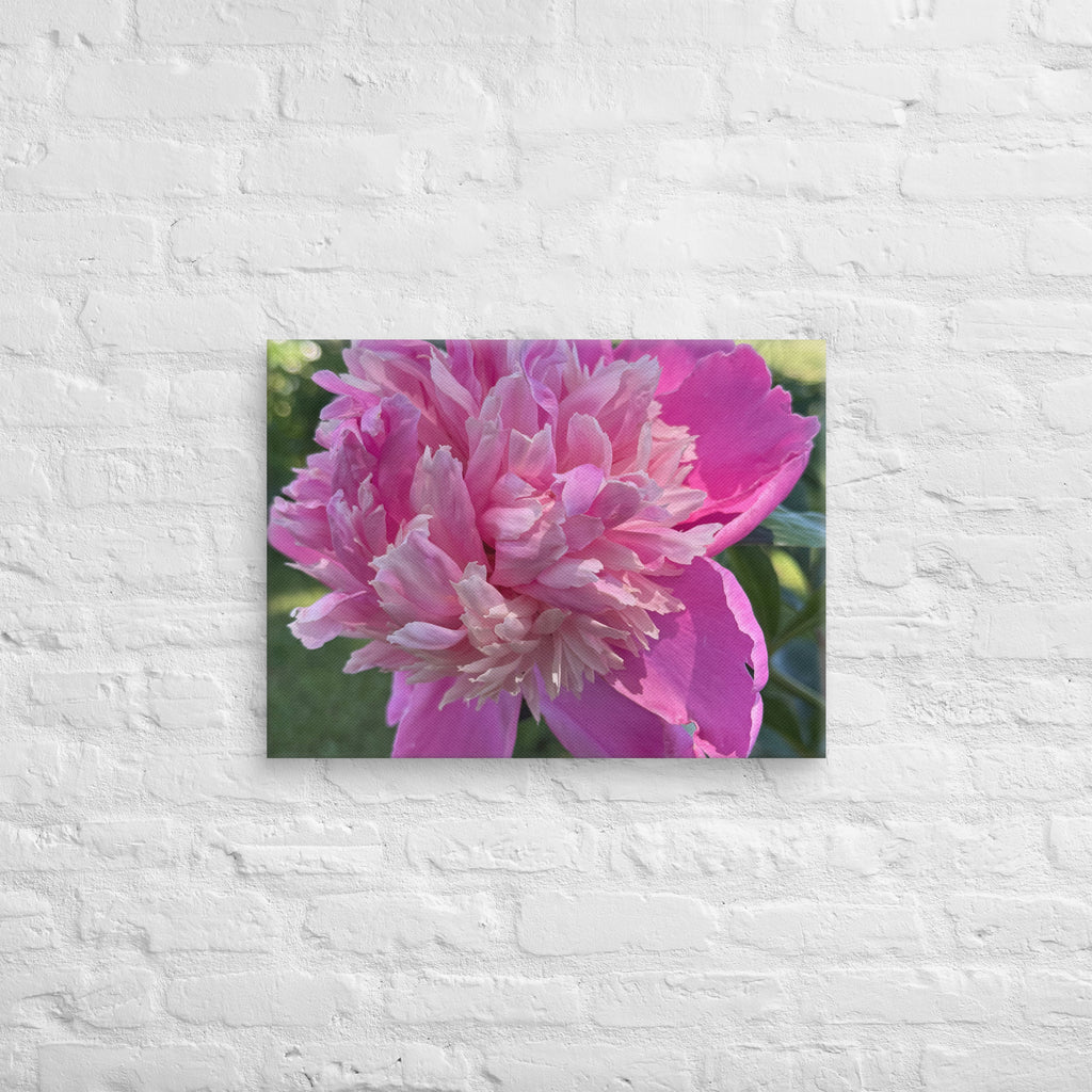 Pink peony canvas print — lush summer bloom floral wall art
