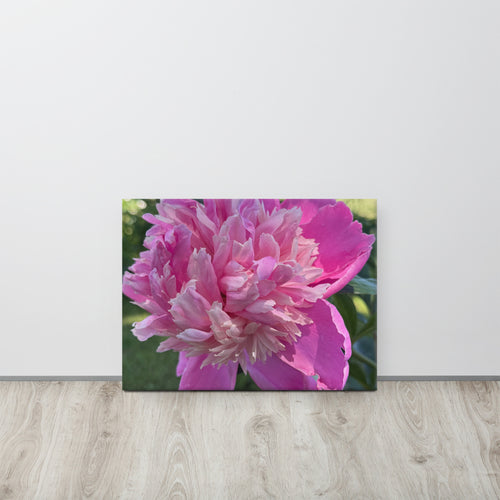 Pink peony canvas print — lush summer bloom floral wall art