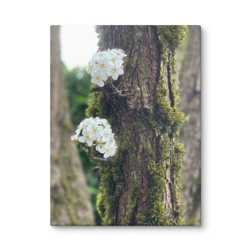 Pear blossom canvas print — white flowers on moss-covered tree, woodland nature wall art