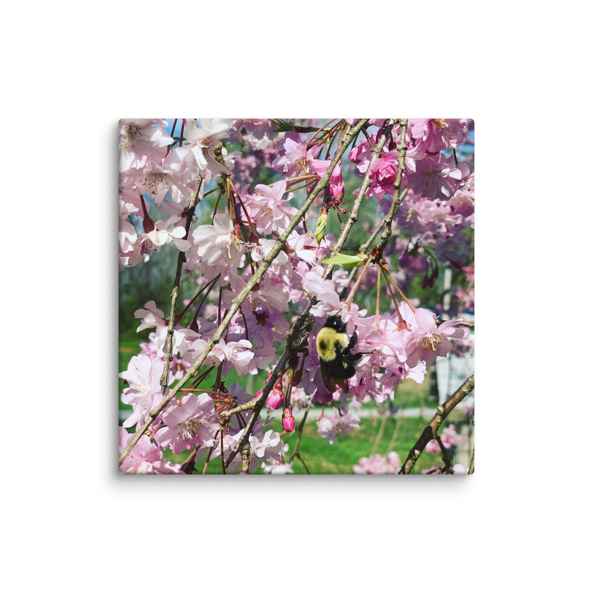 Cherry blossom canvas print with bumblebee — pink weeping cherry tree spring wall art