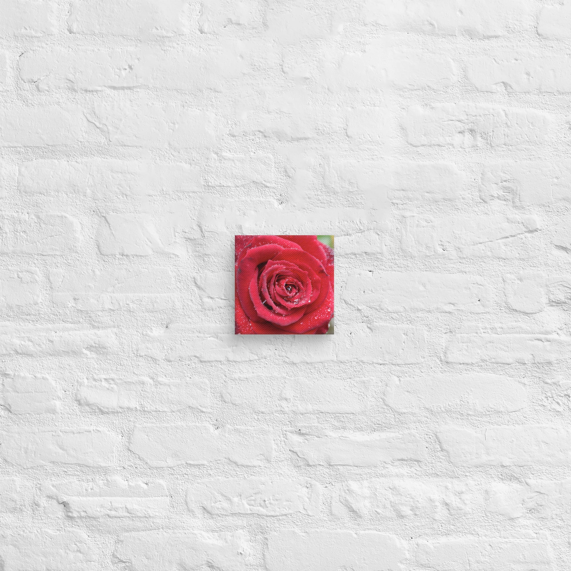 Red rose canvas print with dewdrops on petals — romantic floral wall art