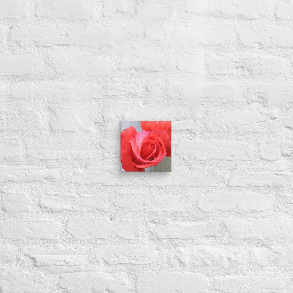 Coral pink rose canvas print with dewdrops on petals — soft floral wall art"