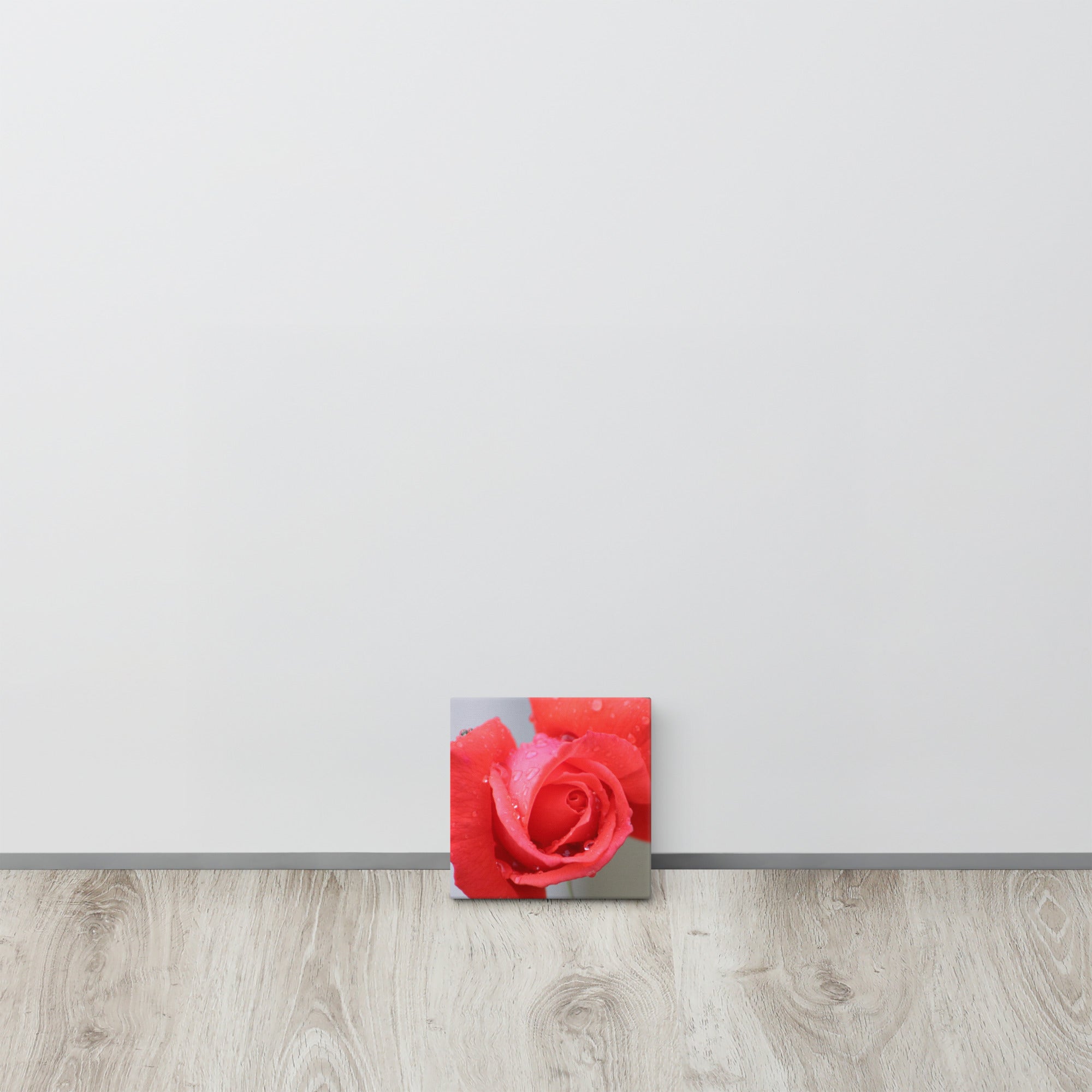 Coral pink rose canvas print with dewdrops on petals — soft floral wall art"
