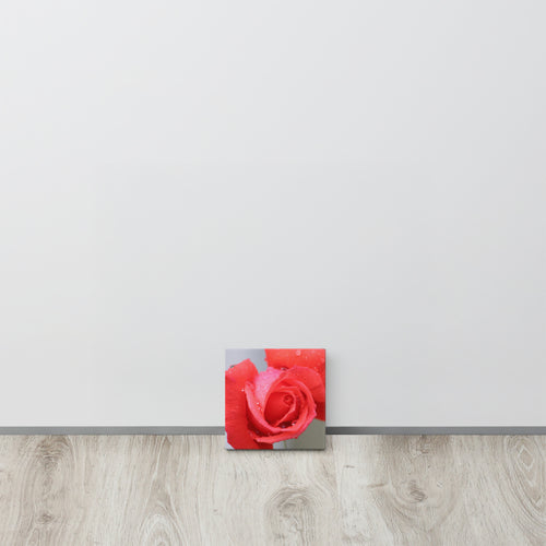 Coral pink rose canvas print with dewdrops on petals — soft floral wall art"
