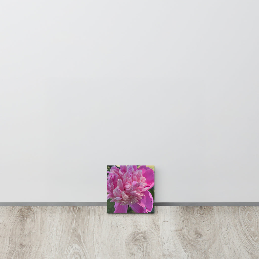 Pink peony canvas print — lush summer bloom floral wall art
