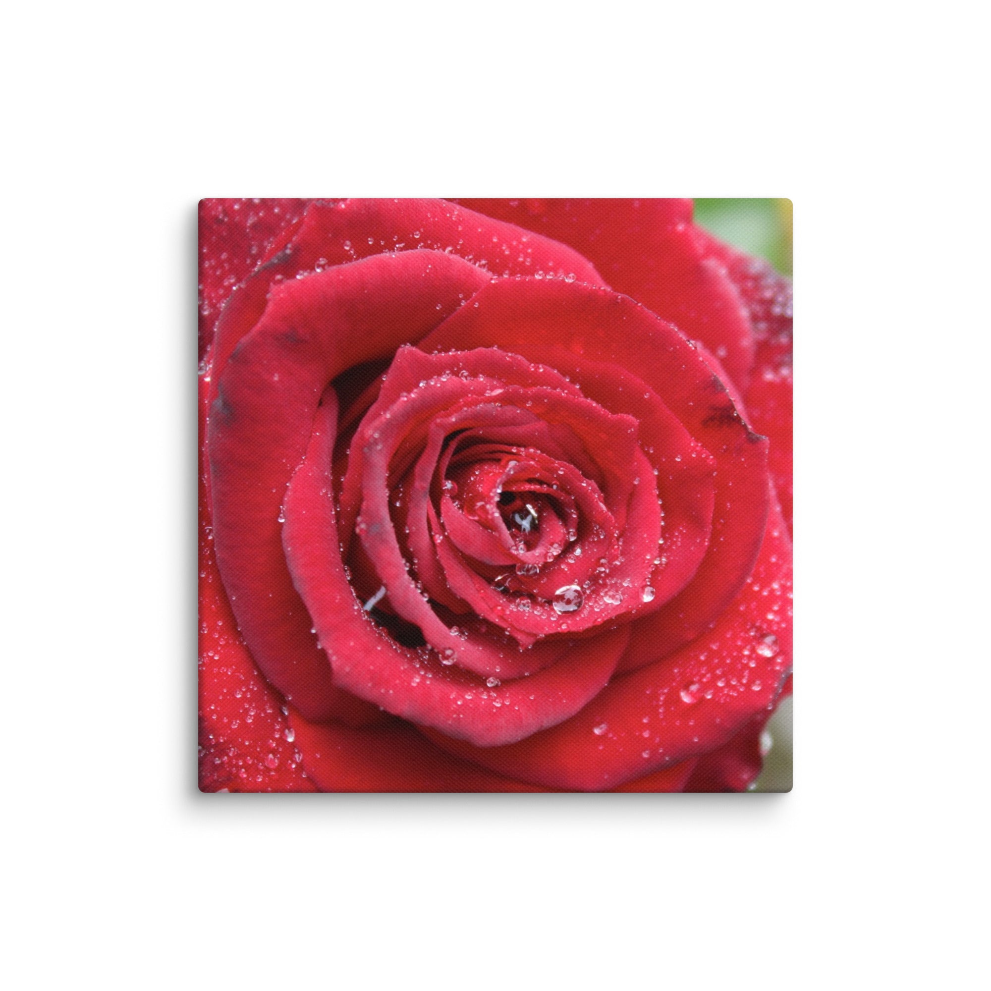 Red rose canvas print with dewdrops on petals — romantic floral wall art