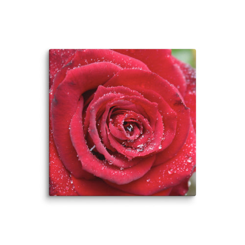 Red rose canvas print with dewdrops on petals — romantic floral wall art