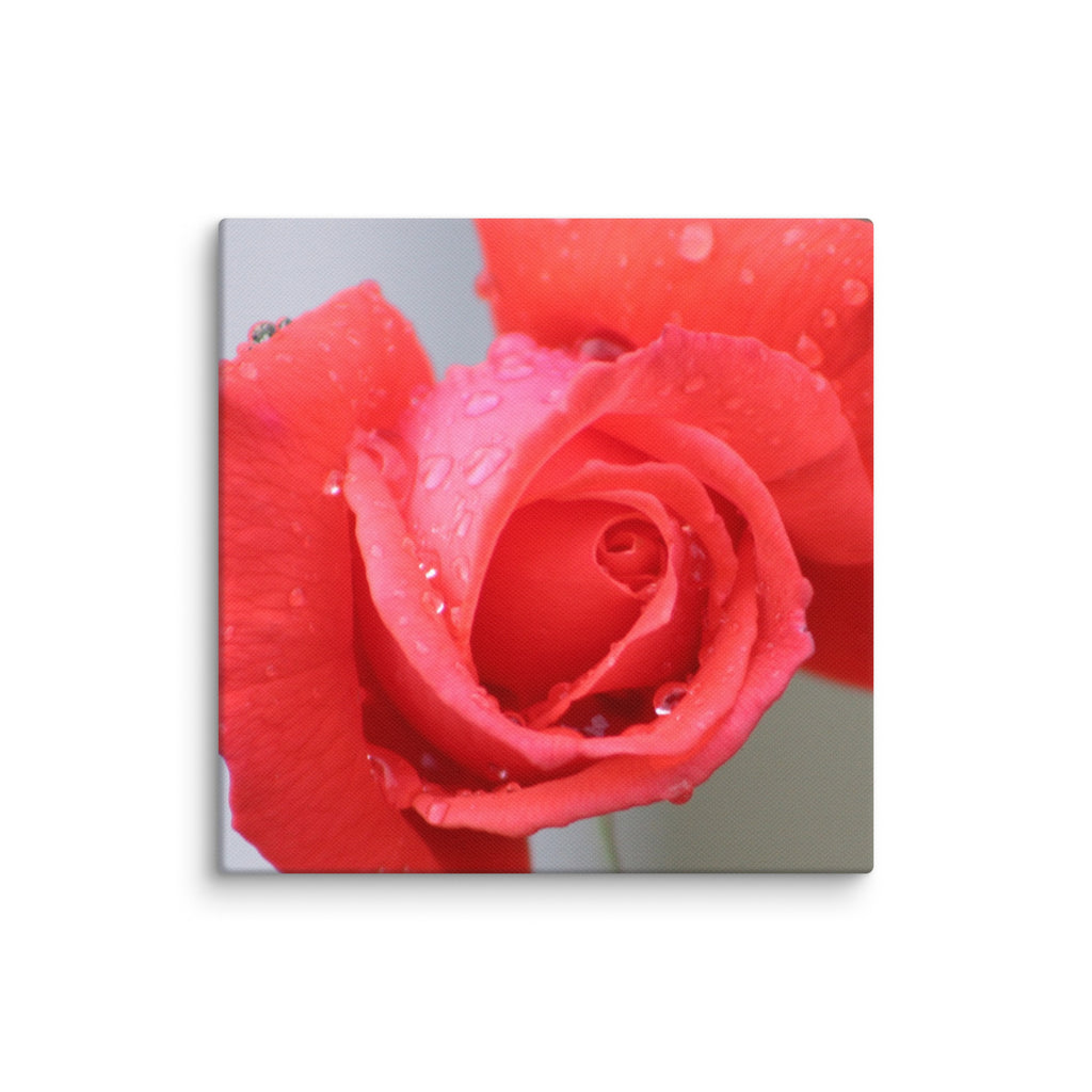 Coral pink rose canvas print with dewdrops on petals — soft floral wall art"