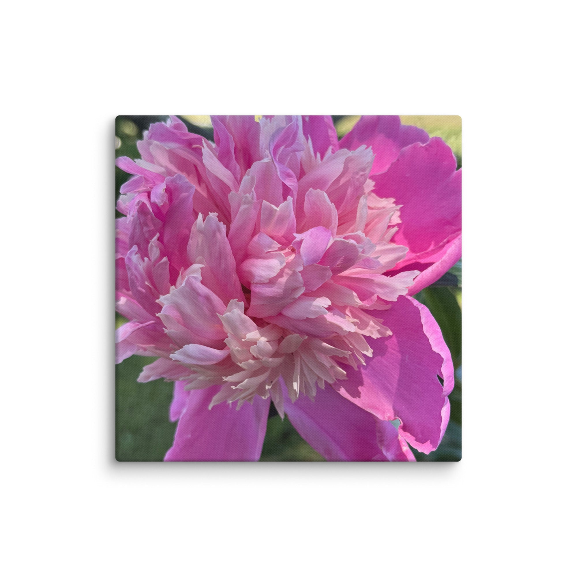 Pink peony canvas print — lush summer bloom floral wall art