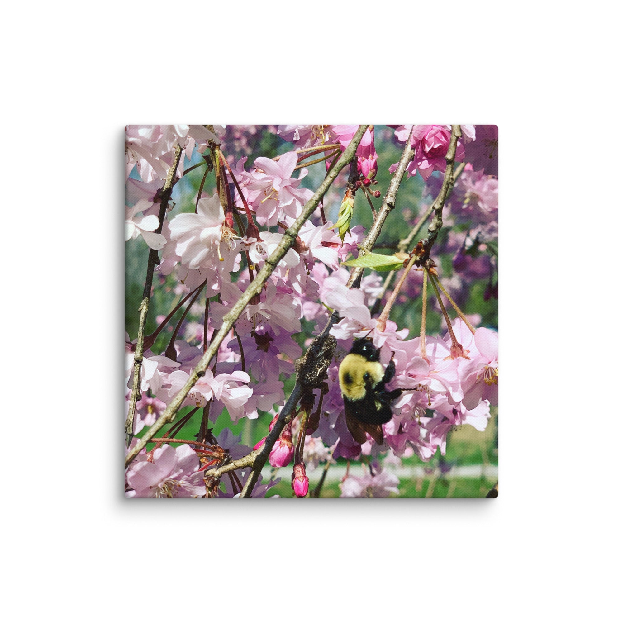 Cherry blossom canvas print with bumblebee — pink weeping cherry tree spring wall art