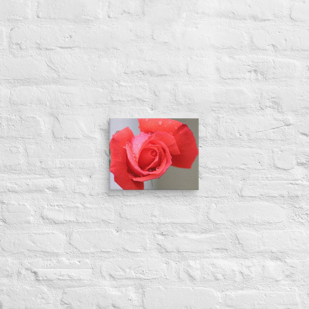 Coral pink rose canvas print with dewdrops on petals — soft floral wall art"