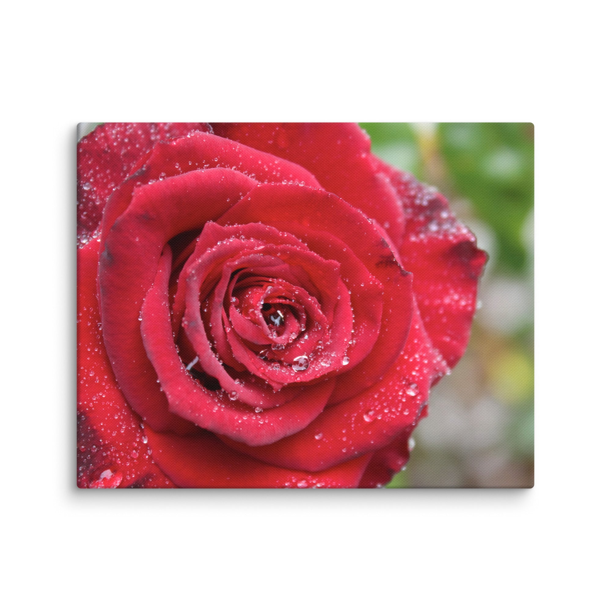 Red rose canvas print with dewdrops on petals — romantic floral wall art