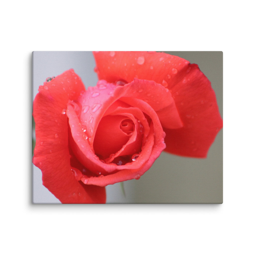 Coral pink rose canvas print with dewdrops on petals — soft floral wall art"