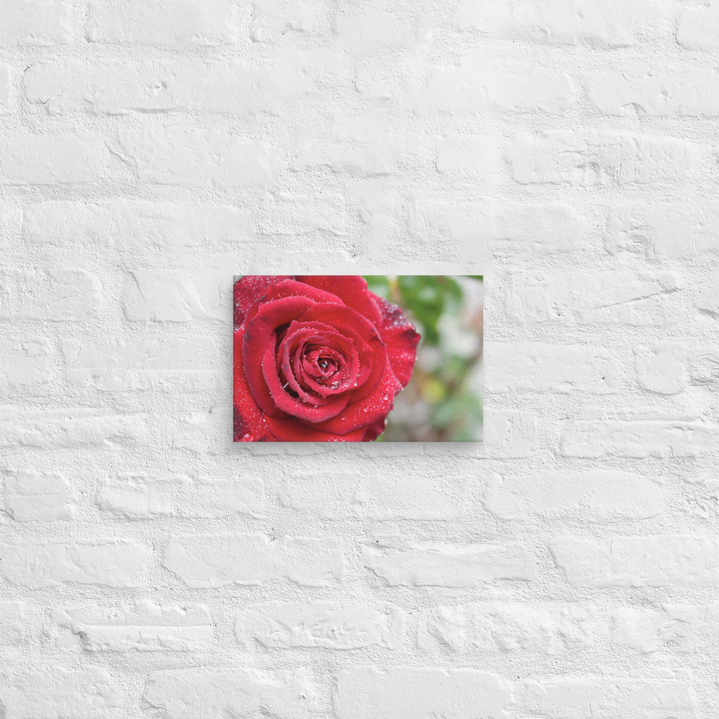 Red rose canvas print with dewdrops on petals — romantic floral wall art