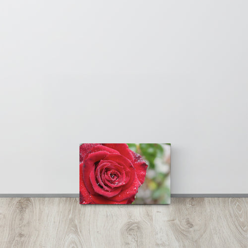 Red rose canvas print with dewdrops on petals — romantic floral wall art