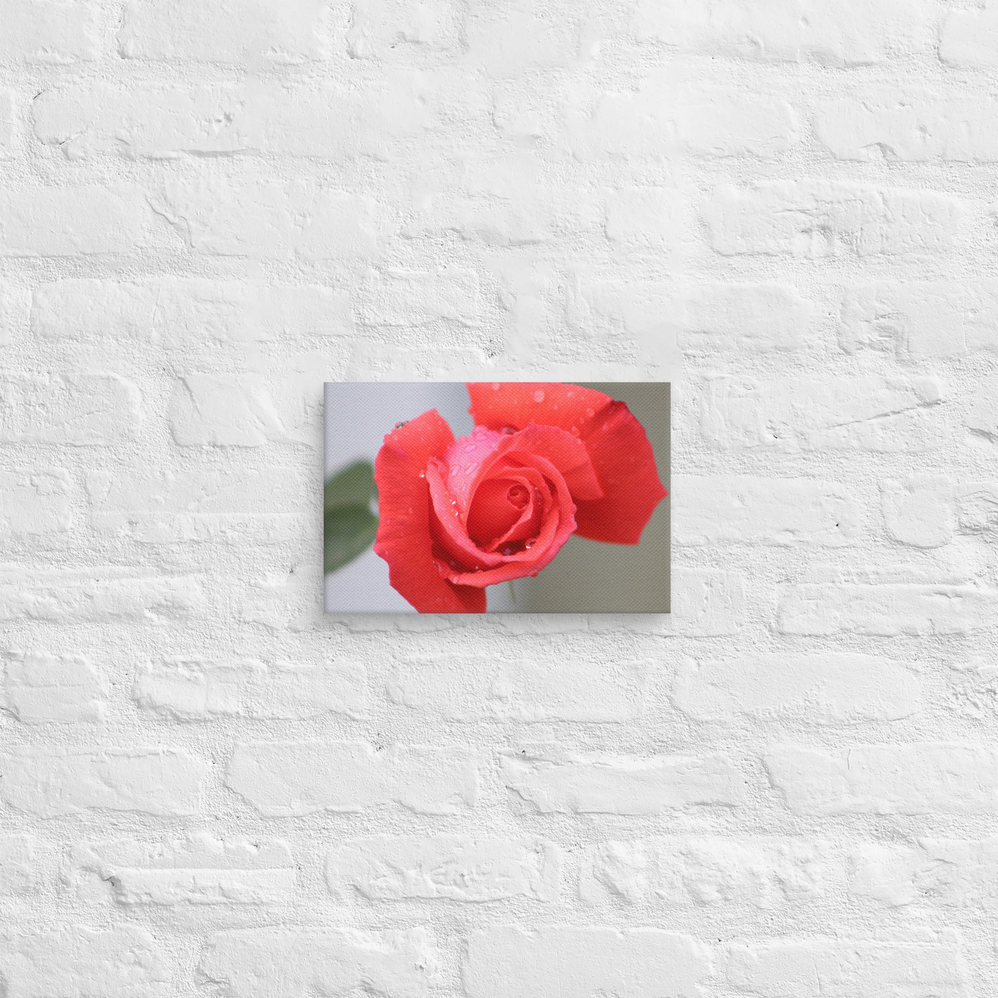 Coral pink rose canvas print with dewdrops on petals — soft floral wall art"
