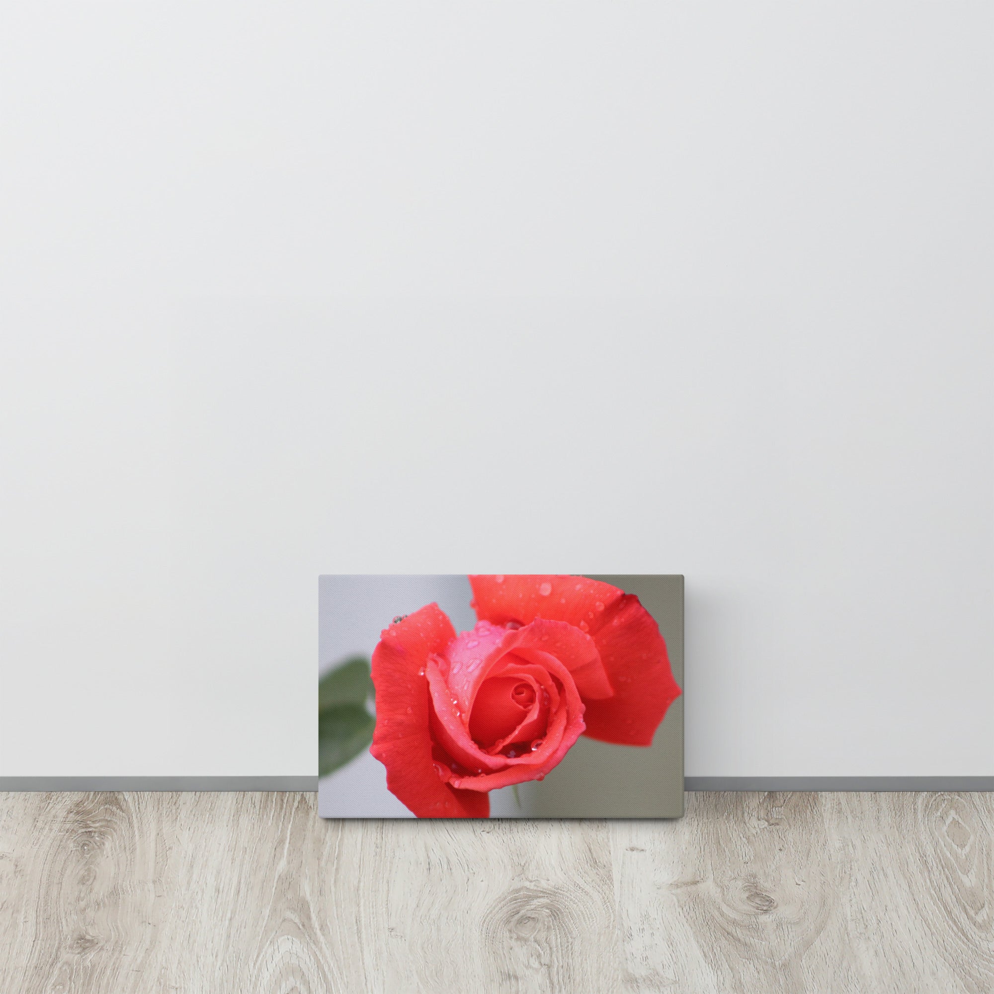 Coral pink rose canvas print with dewdrops on petals — soft floral wall art"