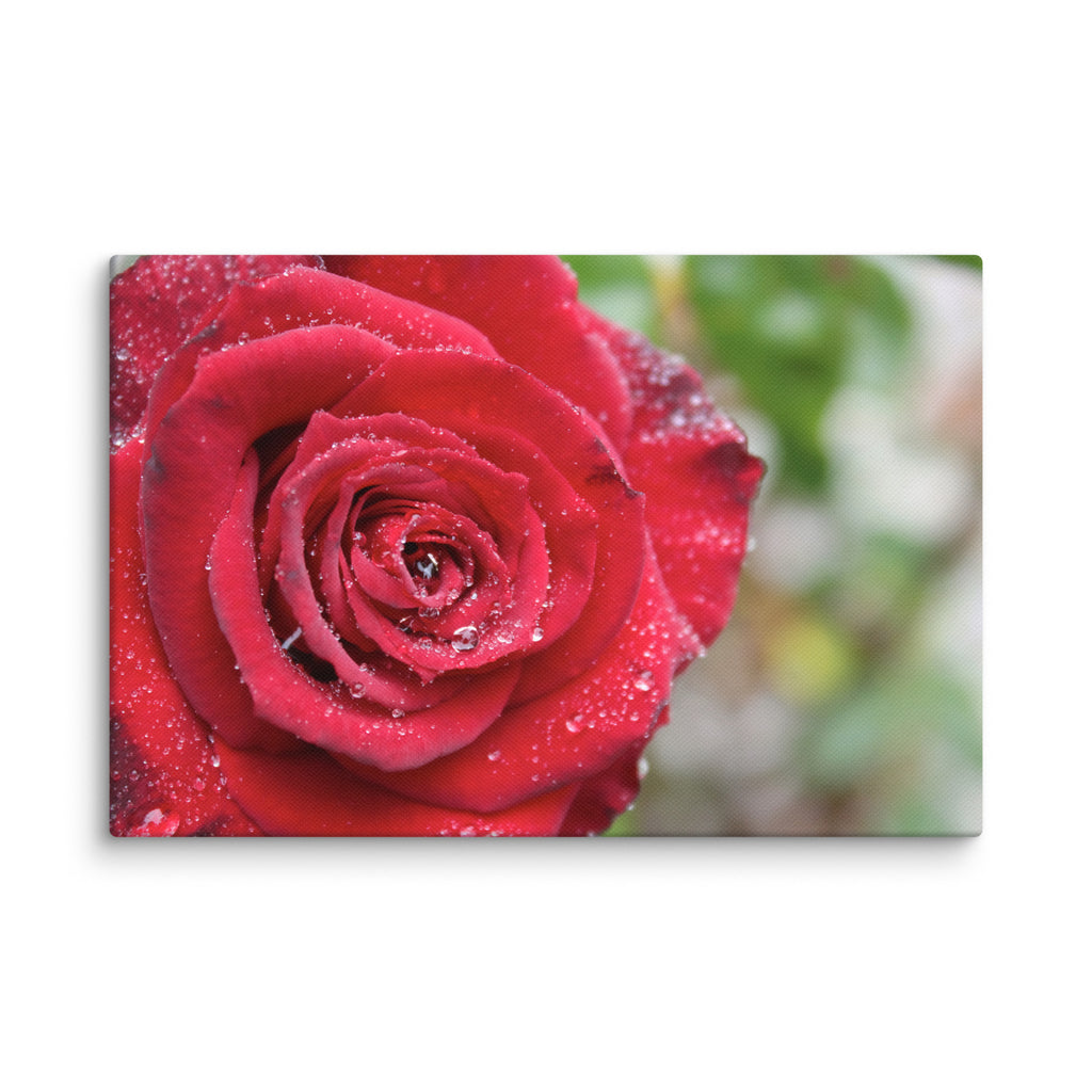 Red rose canvas print with dewdrops on petals — romantic floral wall art