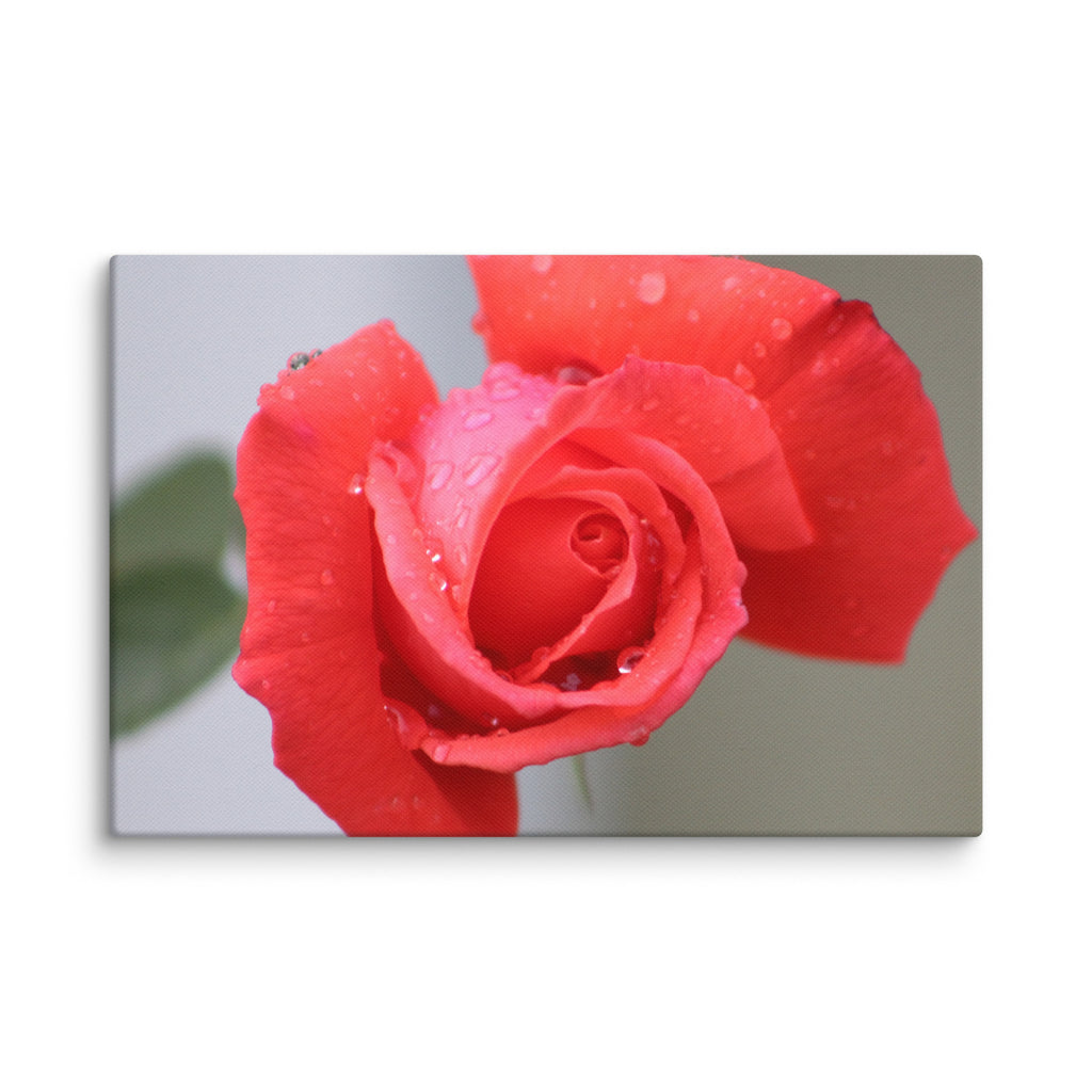 Coral pink rose canvas print with dewdrops on petals — soft floral wall art"