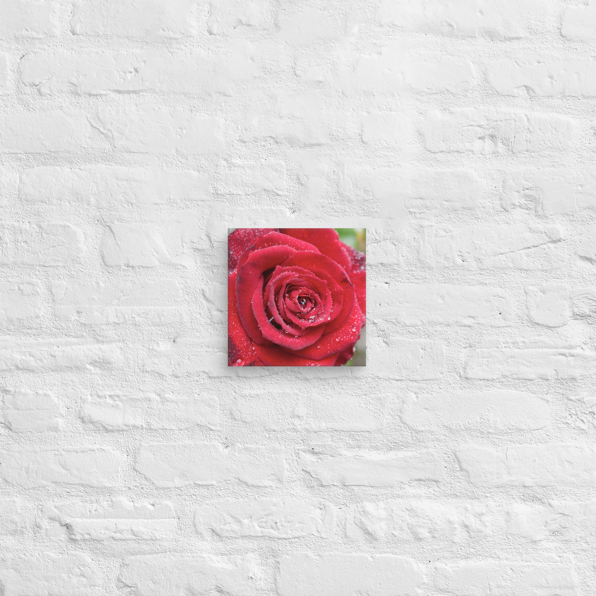 Red rose canvas print with dewdrops on petals — romantic floral wall art