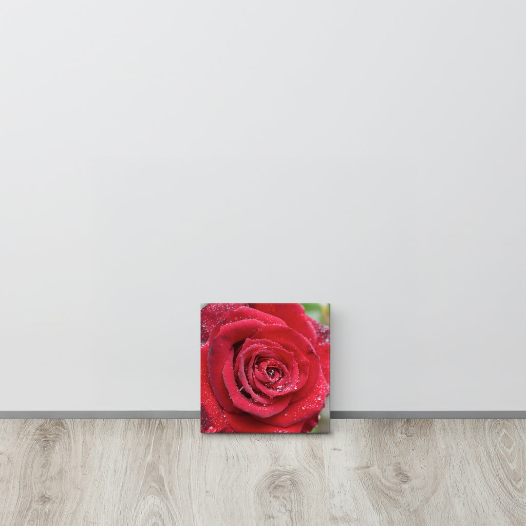 Red rose canvas print with dewdrops on petals — romantic floral wall art