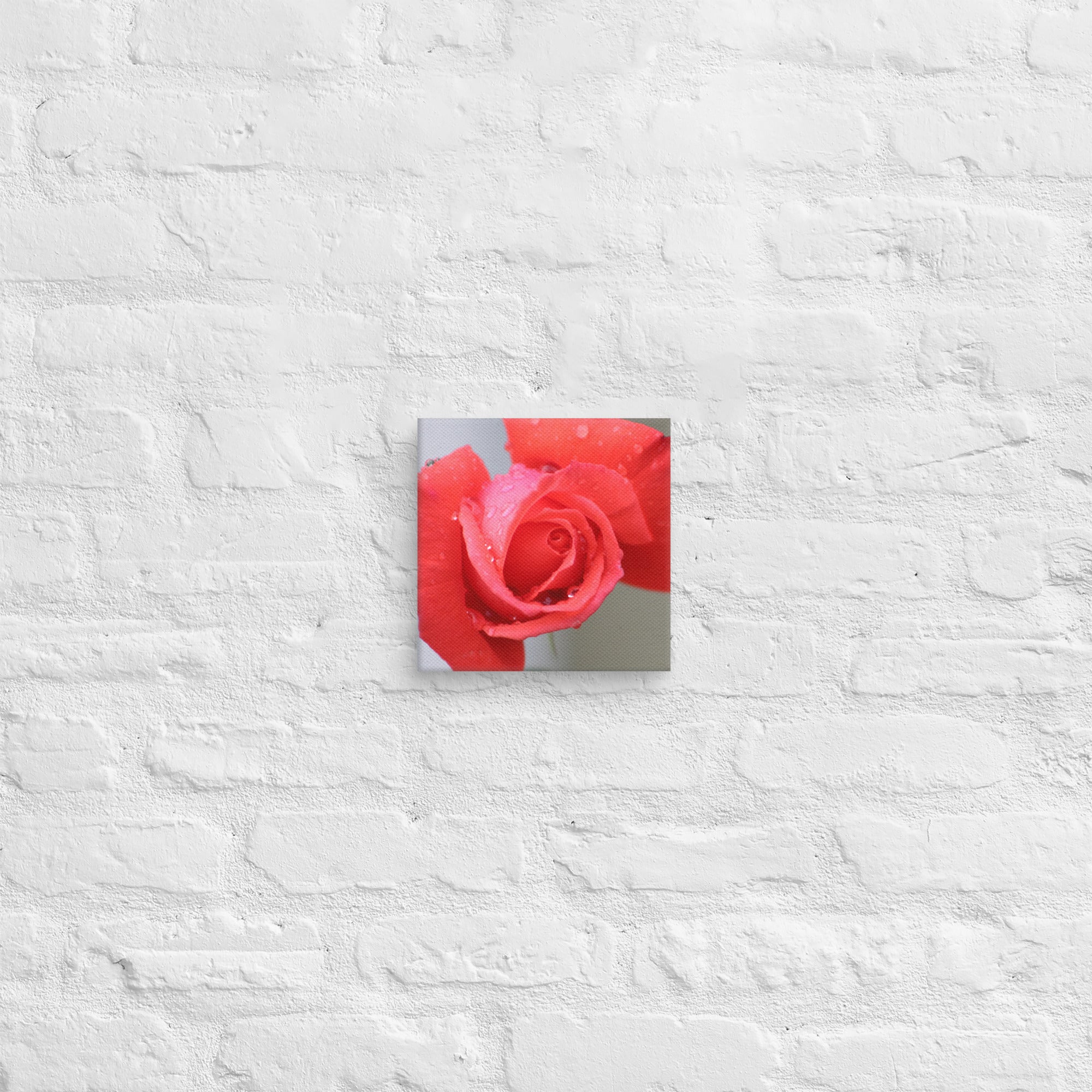Coral pink rose canvas print with dewdrops on petals — soft floral wall art"