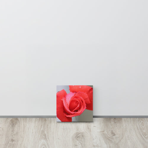 Coral pink rose canvas print with dewdrops on petals — soft floral wall art"