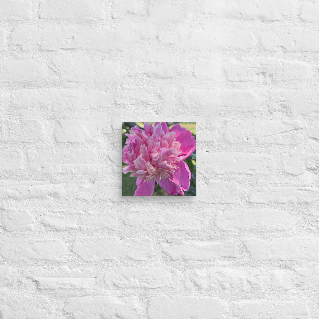 Pink peony canvas print — lush summer bloom floral wall art