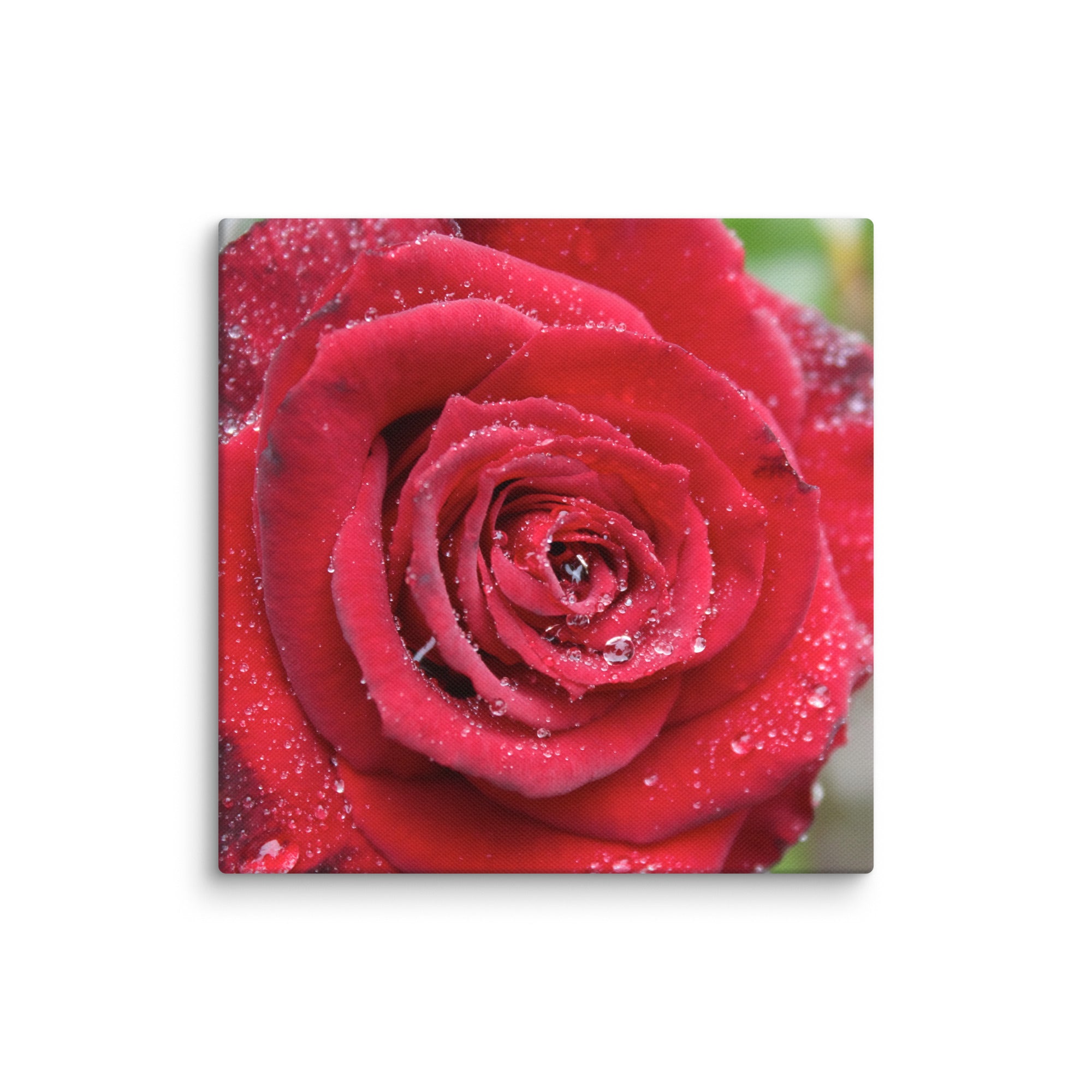 Red rose canvas print with dewdrops on petals — romantic floral wall art