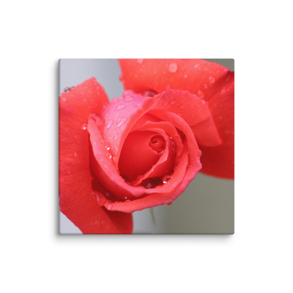 Coral pink rose canvas print with dewdrops on petals — soft floral wall art"