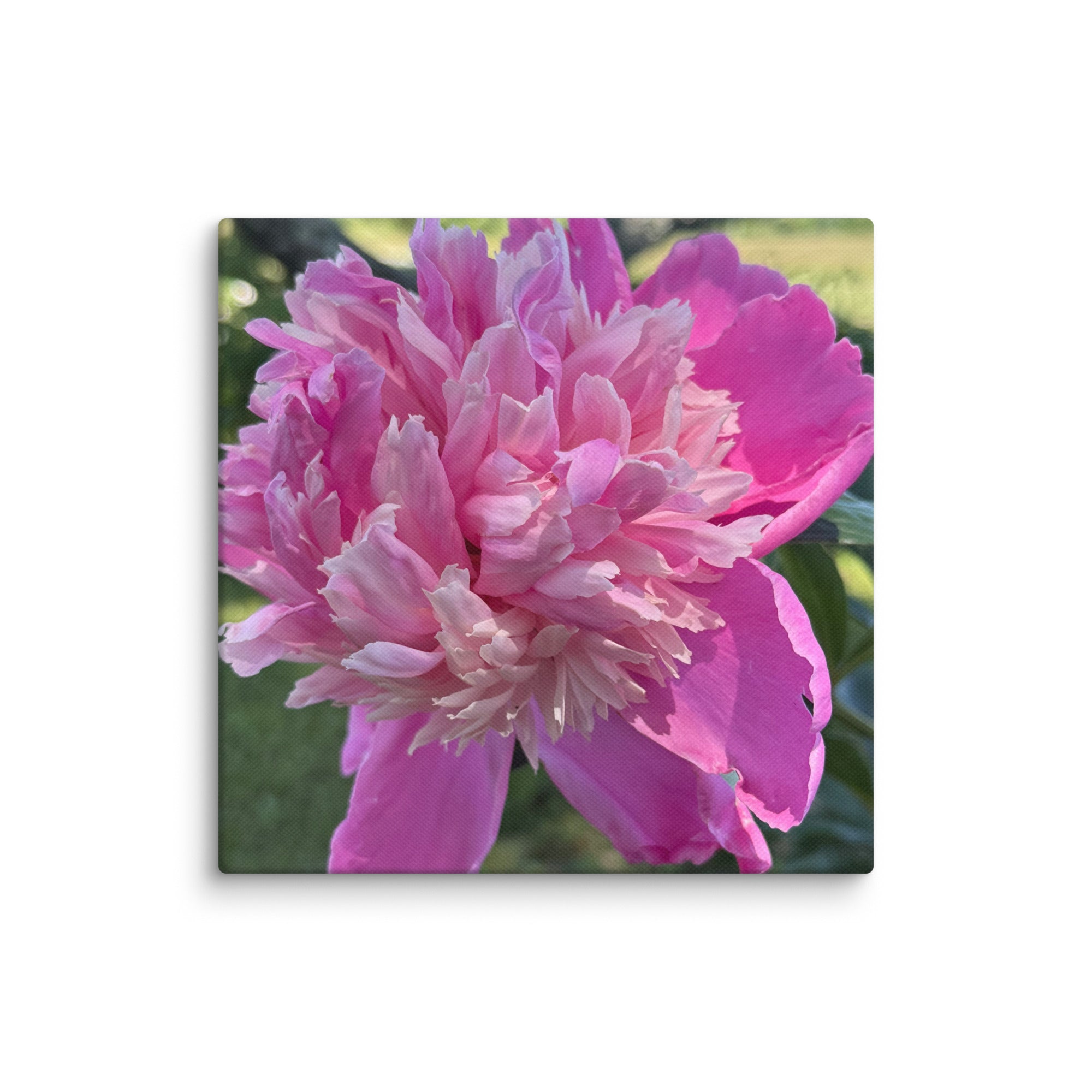 Pink peony canvas print — lush summer bloom floral wall art