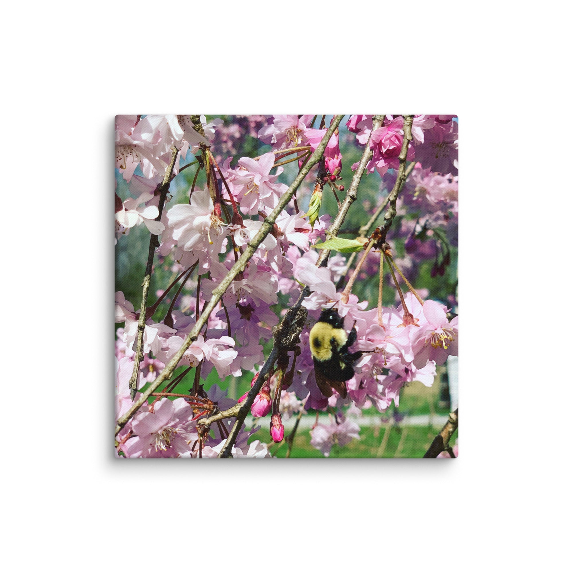 Cherry blossom canvas print with bumblebee — pink weeping cherry tree spring wall art