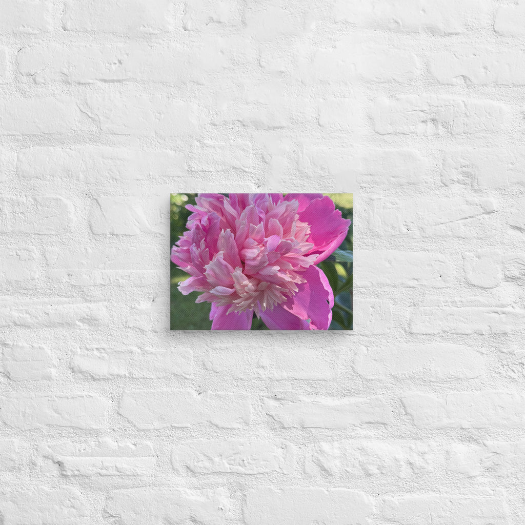 Pink peony canvas print — lush summer bloom floral wall art