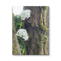 Pear blossom canvas print — white flowers on moss-covered tree, woodland nature wall art