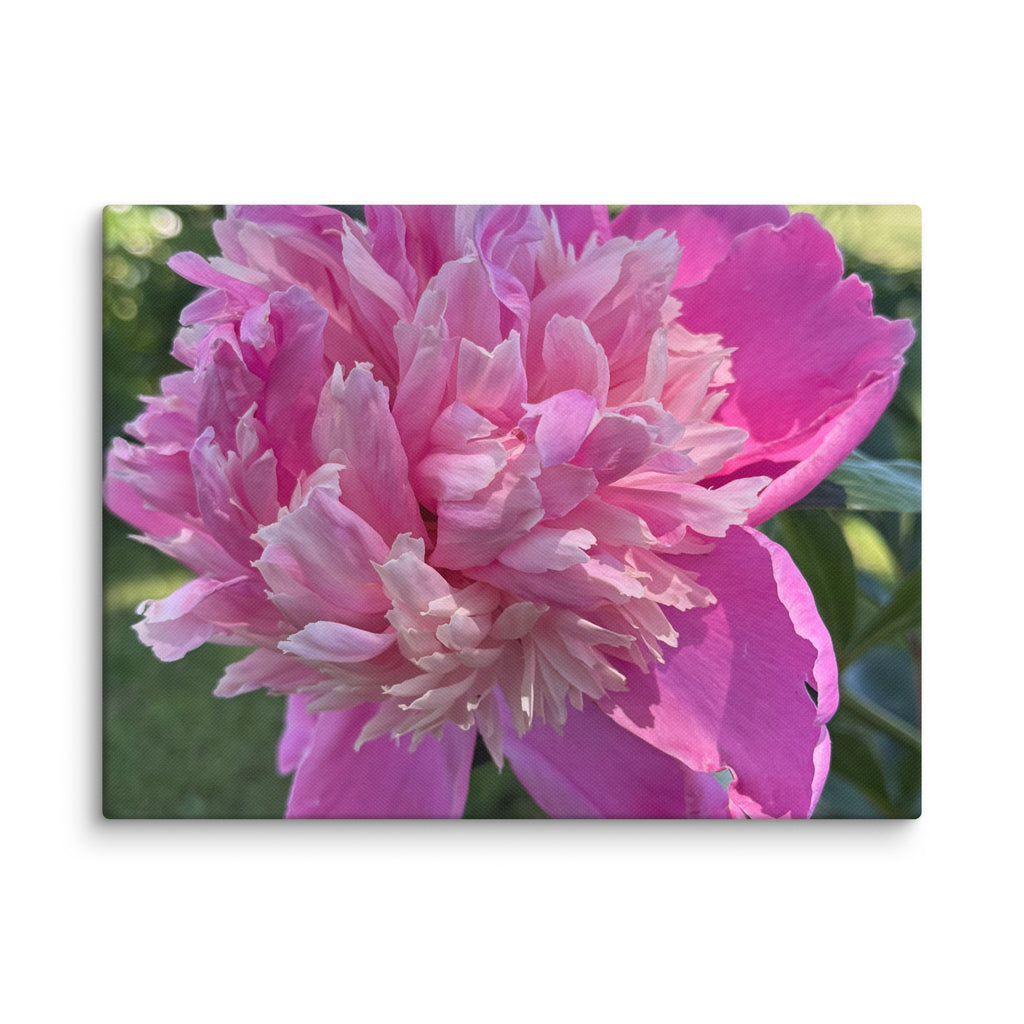 Pink peony canvas print — lush summer bloom floral wall art